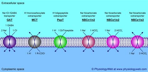 Secondary Active Transport - PhysiologyWeb