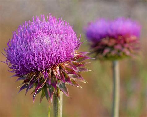 Musk Thistle #1 Photograph by Susan Callaway - Pixels