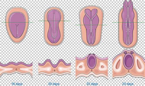 Feto Sviluppo del tubo neurale, illustrazione vettoriale