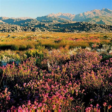 Cape Floral Region Protected Areas