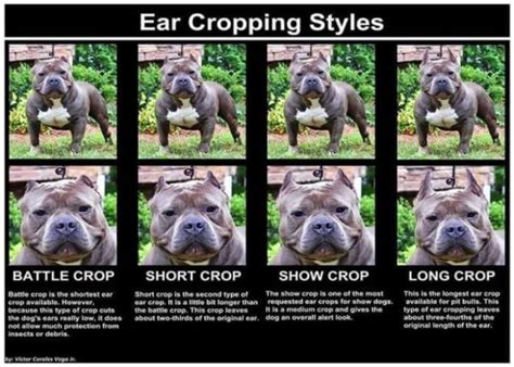 Ear Cropping In Dogs — Price, Legality, Surgery & Aftercare