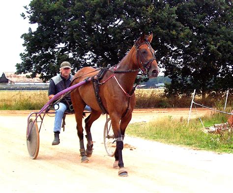 Kurt of Gerolstein: Harness Racing in New Zealand. Am I the only rat ...