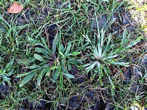 FS1309: Crabgrass and Goosegrass Identification and Control in Cool ...