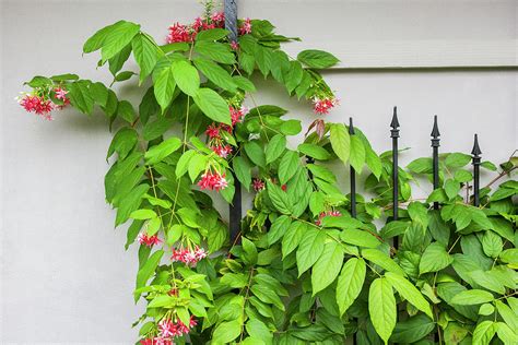 Rangoon Creeper Vine,chinese honeysuckle,combretum indicum 001 Photograph by Rich Franco - Pixels