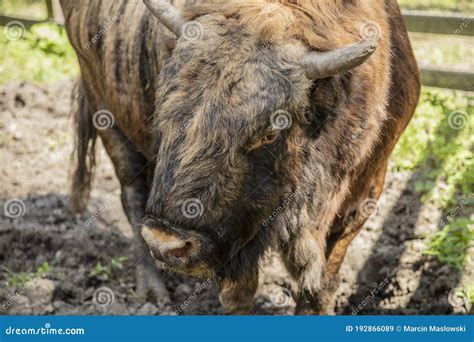 Zubron - Hybrid of Domestic Cattle and European Bison Stock Image ...