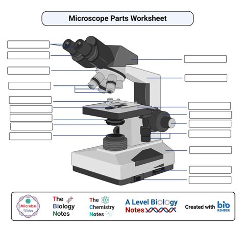 Parts Of A Microscope Worksheet – Ame.my.id