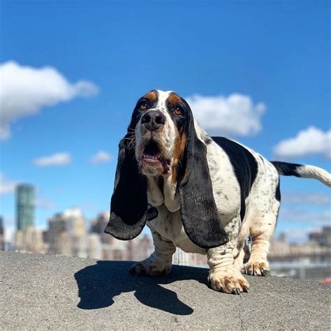 Norman the Basset Hound 🐾 on Instagram: “Pretty good dog park day tbh 😬 #teefs #outofbreath # ...