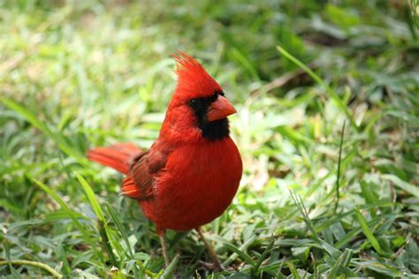 Cardinal Bird Wallpapers - Wallpaper Cave