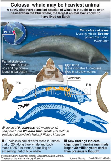 SCIENCE: Ancient whale may be heaviest animal infographic