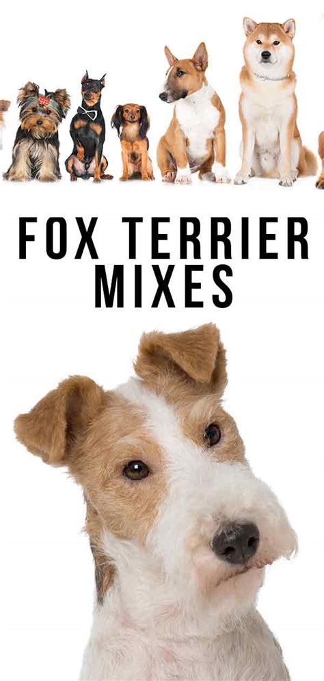 Fox Terrier Mixes - Which Cross Will Be Your New Best Friend?