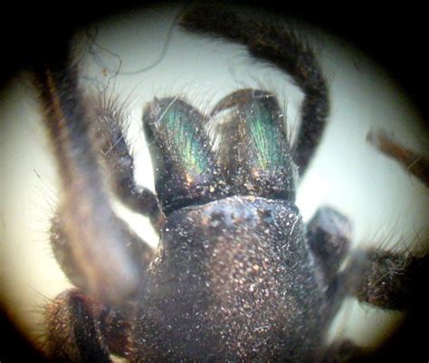 Picture: Segestria florentina showing green chelicerae