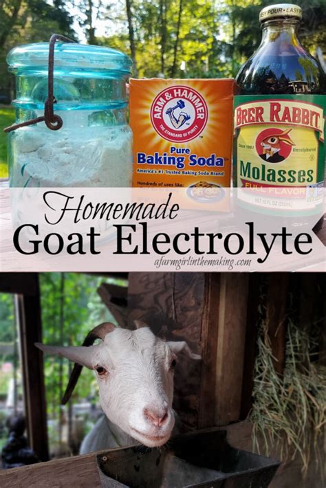 Homemade Goat Electrolyte | Goat care, Goats, Diy natural products