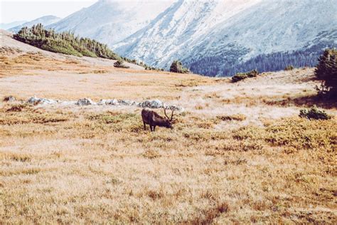 Which Colorado Elk Hunting Season is Right for You? • Primal Pioneer