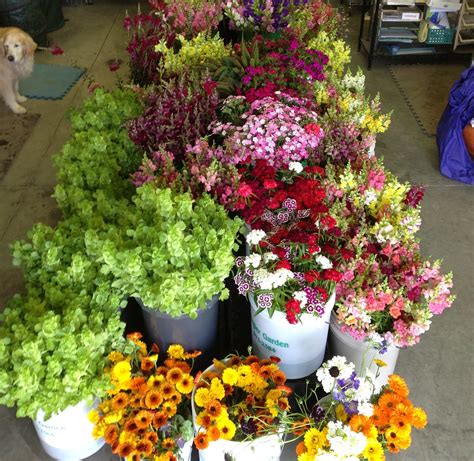 The Secret Sauce of Growing Cool-Season Flowers - Pasa Sustainable ...