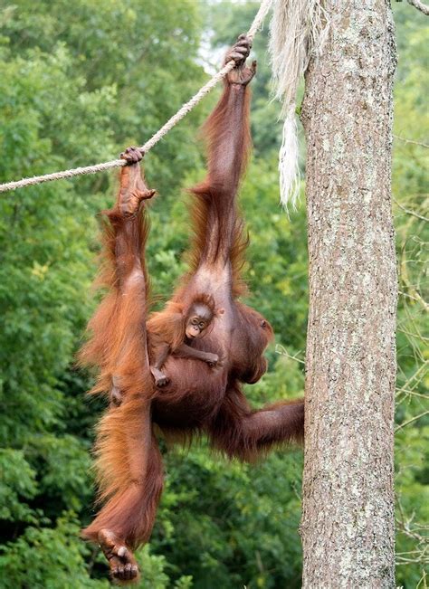 Paignton Zoo, Paignton, Devon.