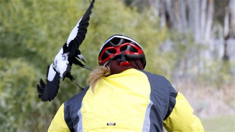 Magpie swooping season: Why they attack and how to avoid them | SBS News