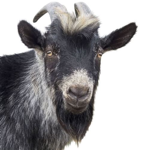 The Best Beards of 2015 — Turns Out It's All Goats | Goats beard, Goats, Animals