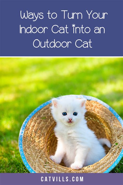 Can an indoor cats become an outdoor cat? In theory, yes, but that ...