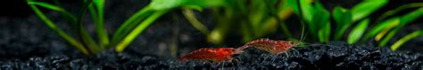 Cryptocoryne - Flip Aquatics