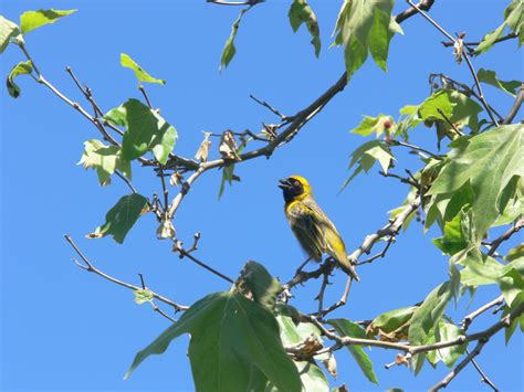 Weaver,bird,tree,fluttering,wings - free image from needpix.com