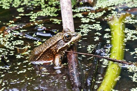 California Red-legged Frog - Threatened Species | Botanical … | Flickr