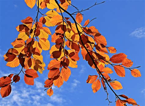 Free Images : tree, nature, branch, sun, sunlight, leaf, flower, season, blue sky, aesthetic ...