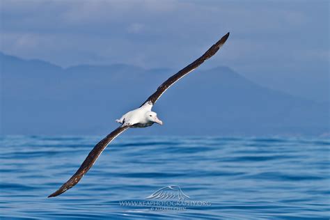 Northern Royal Albatross, New Zealand | Kea Photography