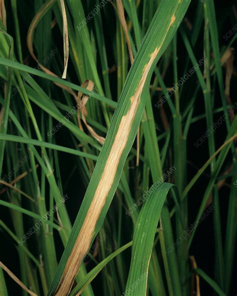 Bacterial blight of Rice - Stock Image - C023/7128 - Science Photo Library