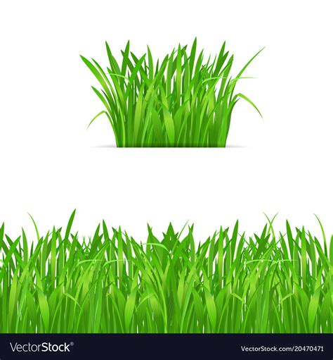 Green grass tuft and border on white background Vector Image