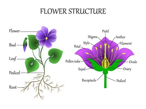 Diagram of a sunflower parts | Structure Flower Sunflower Cross Section Diagram Flower Head ...