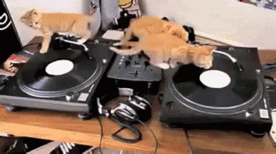 Dj Cats. GIF - Cats DJ DiskJockey - Discover & Share GIFs