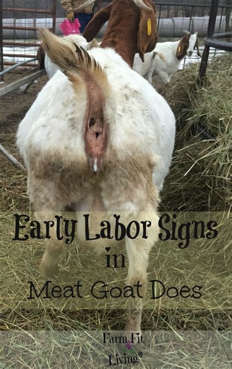 Early Labor Signs in Meat Goat Does | Farm Fit Living