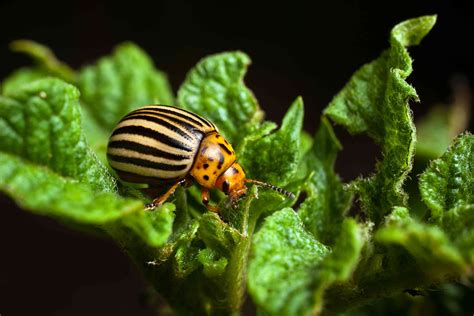 How to Control the Colorado Potato Beetle Organically