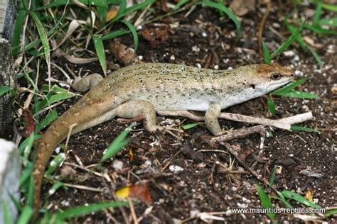 Mauritius Wildlife