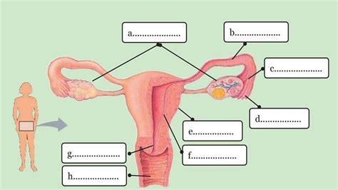 Kunci Jawaban IPA Kelas 9 Halaman 16: Sistem Reproduksi Perempuan - TribunNews.com