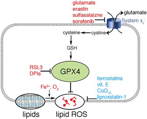 Inducers (red), and inhibitors (blue) of ferroptosis. GPX4 protects ...