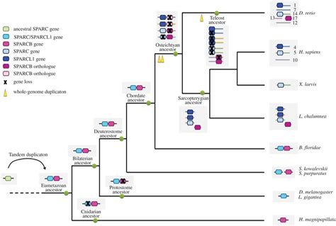 A dynamic history of gene duplications and losses characterizes the ...