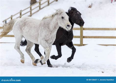 Horses Running in the Snow stock image. Image of mane - 88158607