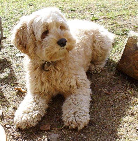 Cockapoo Breed Information | Poodle Mix World | Cockapoo puppies, Yorkshire terrier puppies ...