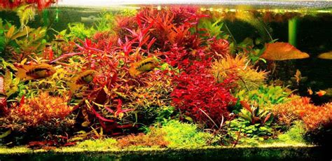 10 Easy Red Aquarium Plants Add Colors To Any Aquarium!