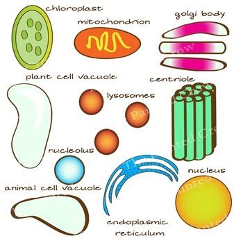 Vacuole Clipart