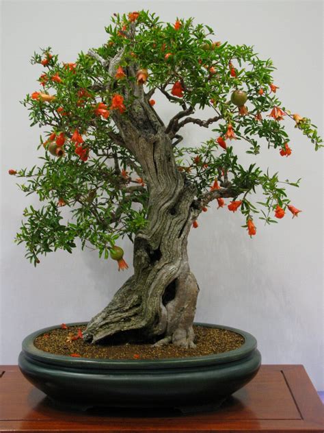 Pomegranate Bonsai Tree Care Guide (Punica Granatum) - Bonsai Tree Gardener