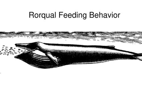 marine mammals Ocean dwelling Depend on the ocean for its food - ppt ...