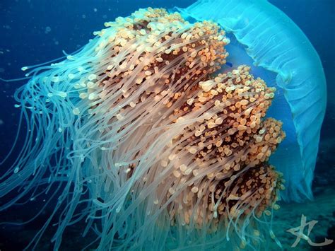 nomura’s jellyfish (Nemopilema nomurai) | Jellyfish, Habitats, Animals images