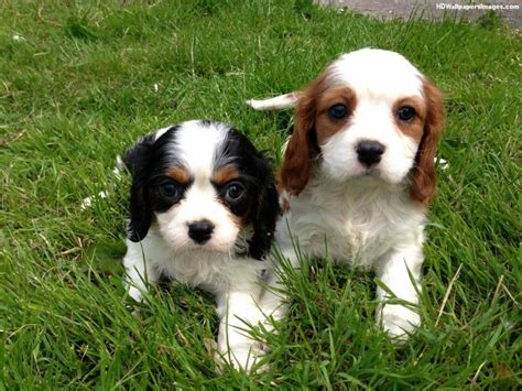 Cavalier King Charles Spaniel Puppies For Sale | Bismarck, ND #113716