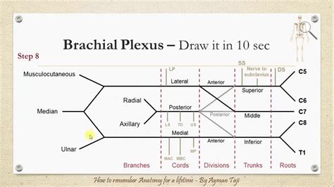 únik přímo vpřed Rozjasněte se brachial plexus anatomy made easy Delegace Cestovní kancelář Konflikt