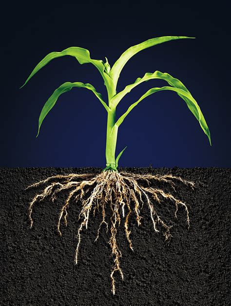 Ear to the ground: Crops' roots use sound to find water - Genetic Literacy Project