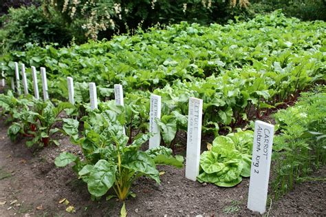 Planting a vegetable garden isn’t just for spring; here’s what to grow for fall - pennlive.com