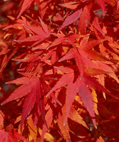 Japanese Maple Colors | The World's Best Gardening Blog