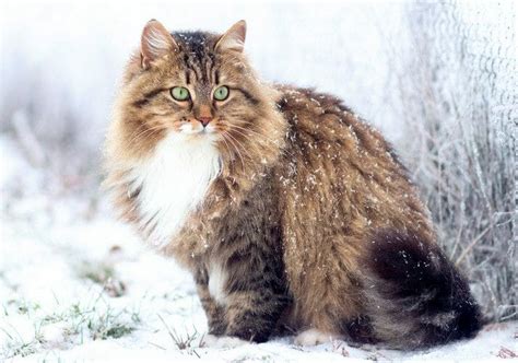 Siberian Cat: Personality, Appearance, History, and Health Issues